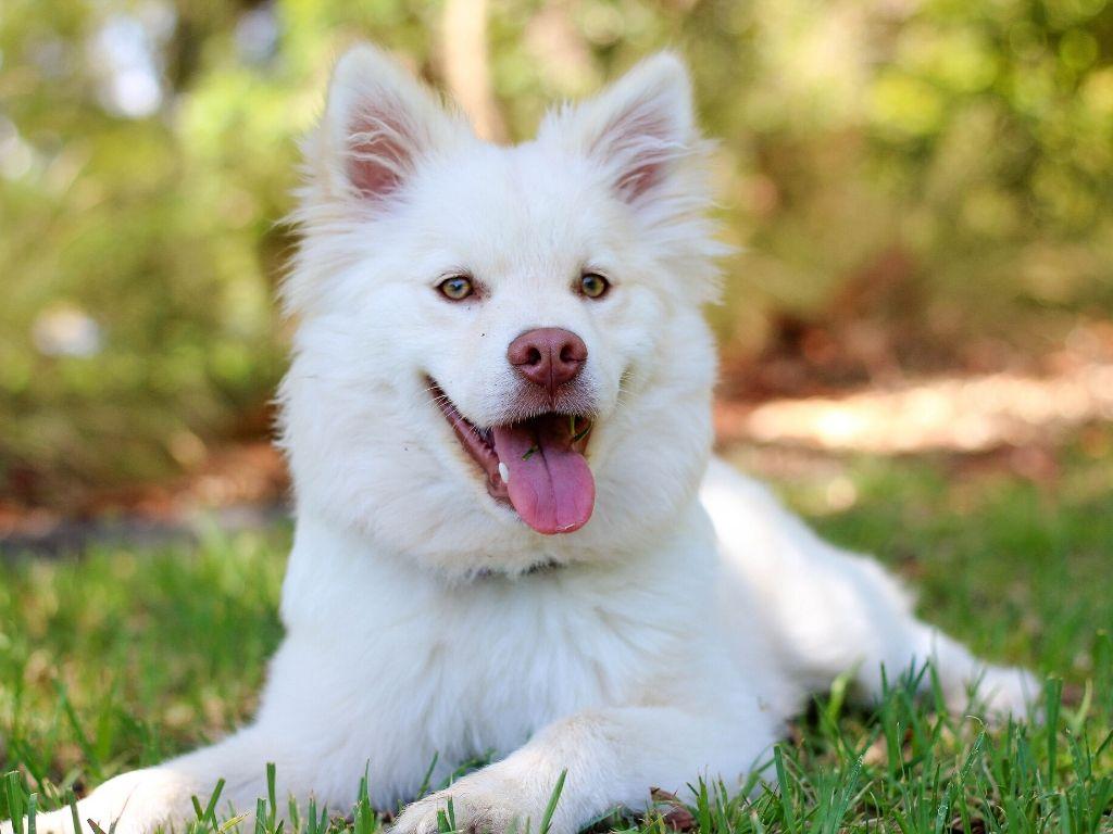 Arthritis in your dog